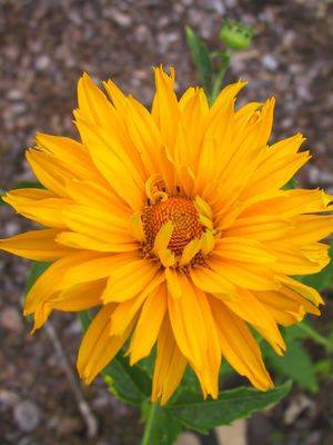 Heliopsis helianthoides scabra 'Spitzentnzerin'