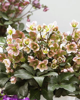 Helleborus x eric. 'Angel Glow' - R -