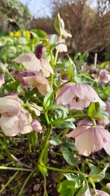 Helleborus x orientalis 'Red Hybrids', Helleborus x orient. 'Red Hybrids'