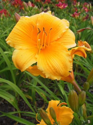 Hemerocallis x cultorum 'Mc Pick' 