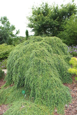 etablierte Pflanze im Garten