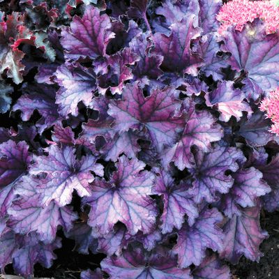 Heuchera Hybr. 'Forever Purple'