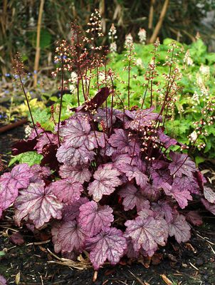 Heuchera Hybr. 'Sugar Plum' (S)