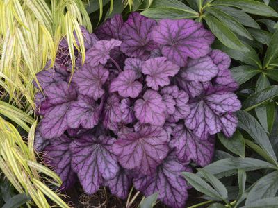 Heuchera x cultorum Wild Rose