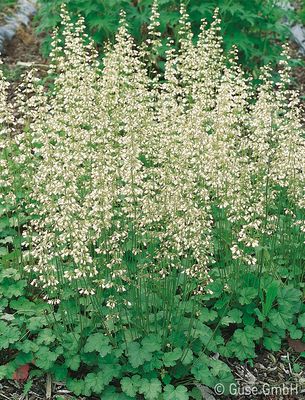 Heuchera sanguinea 'White Cloud', Purpurglckchen