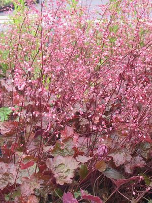 Heuchera x micrantha 'Rachel'