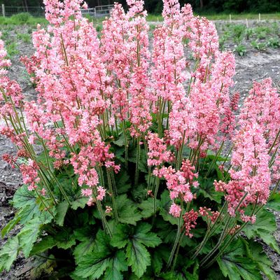 Heucherella Hybr. 'Pink Revolution'