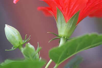 Hibiscus rosa-sinensis, Roseneibisch, rot