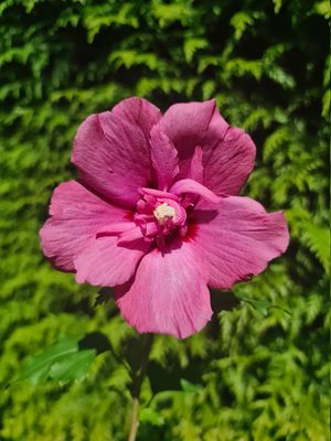 Hibiskus Eibisch Flower Tower Ruby, Hibiscus syriacus Flower Tower Ruby Hibiskus Eibisch Flower Tower Ruby, Hibiscus syriacus Flower Tower Ruby