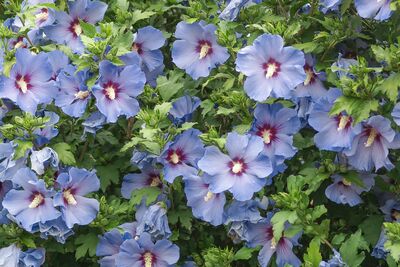 Gartenhibiskus – Alle Infos von Pflanzung und Pflege bis Schnitt