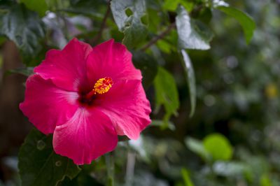 Hibiskus schneiden – Anleitung, wann und wie es gelingt