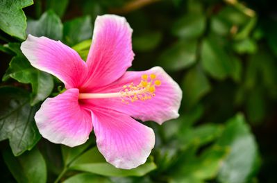 Wann und wie kann ich Hibiskus umpflanzen?