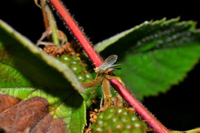 Himbeeren Schädlinge erkennen und bekämpfen