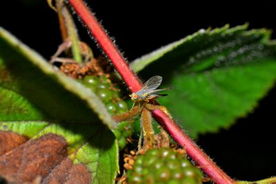 Himbeeren Schdlinge erkennen und bekmpfen