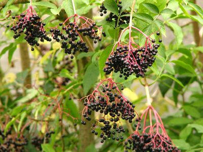 Holunderbeeren ernten und verarbeiten &#8211; das sollte ich beachten