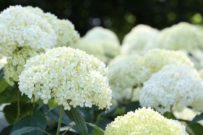 Hortensie – üppige Blütenpracht im Schatten