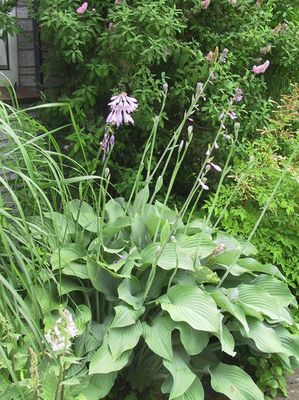 Hosta nigrescens 'Krossa Regal'