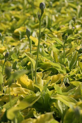 Hosta sieboldiana 'August Moon'