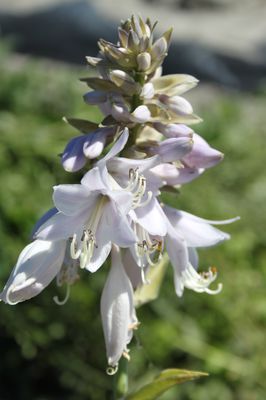 Hosta sieboldiana 'Blue Angel' 