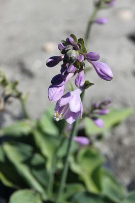 Hosta tokudama 'Blue Cadet'