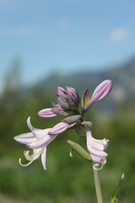 Hosta x cultivars 'Ground Master'