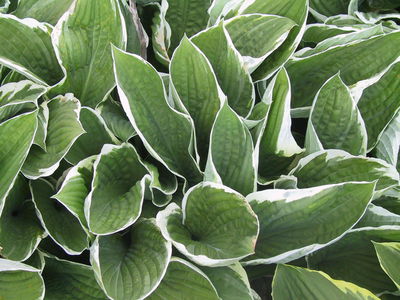 Hosta Francee