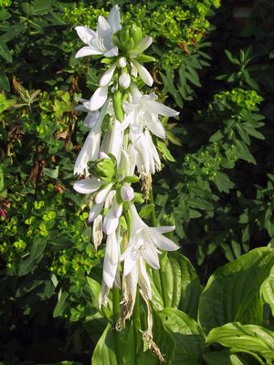 Hosta 'Royal Standard'