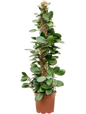Hoya australis, Mossstab, im 17cm Topf, Hhe 80cm, Breite 20cm