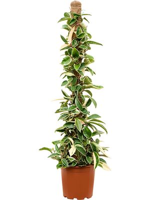 Hoya carnosa 'Krimson Queen', Mossstab, im 20cm Topf, Hhe 100cm, Breite 25cm