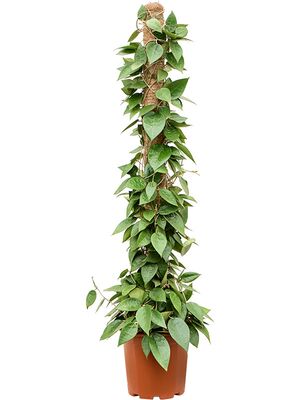 Hoya parasitica 'Black Edge', Mossstab, im 20cm Topf, Hhe 100cm, Breite 25cm