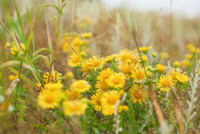 Huflattich (Tussilago farfara) Bilder &amp; Video &ndash; giftig?