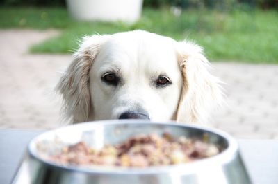 Hund und Kiwi &#8211; drfen Hunde Kiwi essen?