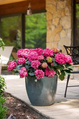 Hortensie Endless Summer 'SummerLove' pinkrot