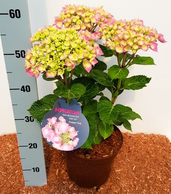 Hortensie, Tellerhortensie 'Frisbee Pink' (S)