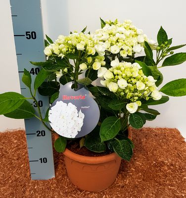 Hortensie, Ballhortensie Hovaria 'Holibel'