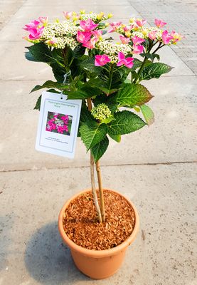 Hortensie, Tellerhortensie 'Nizza' Stmmchen