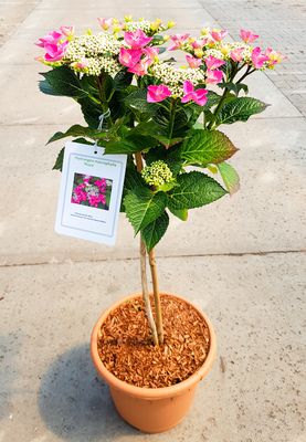 Hortensie, Tellerhortensie 'Nizza' Stmmchen