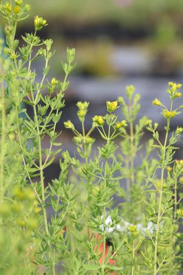 Hypericum perforatum