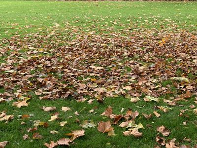 Herbstlaub - wohin damit?