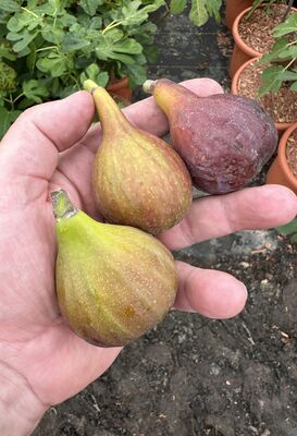 Feige, Ficus carica Morena
