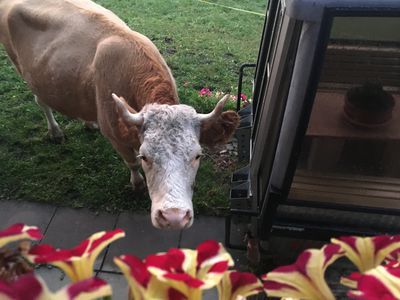Wie die Kuh in meinen Garten kam oder: vom Nutzen der Zune