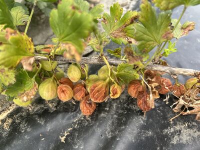 >Sonnenbrand bei Stachelbeeren: Ursachen und Vorbeugung