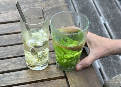 Kaffee, Tee oder Zitrusblüten? – Wo und warum Zitrusbäume Koffein produzieren