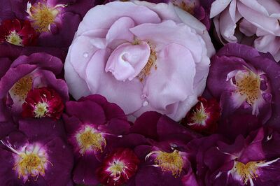 Blaue Rosen, Lubera