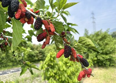 >Wo tr�gt der Maulbeerbaum Fr�chte?
