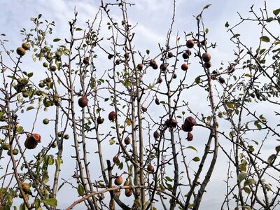 >12 Wochen ohne Regen: Wie gut vertragen Obstb�ume Trockenheit?