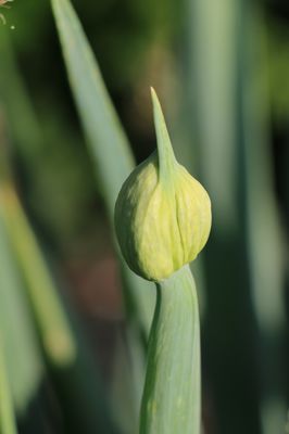 Winterheckenzwiebel - Ewige Zwiebel Winterheckenzwiebel - Ewige Zwiebel