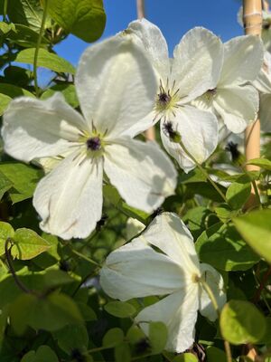 Clematis 'Maria Cornelia', Blte (schlechte Auflsung)