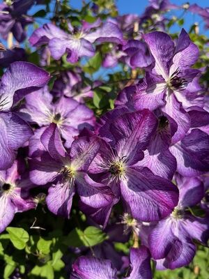 Clematis 'Super Nova', Blte (schlechte Auflsung)