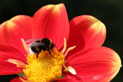 Dahlien aus Samen ziehen, selber Dahlien zchten